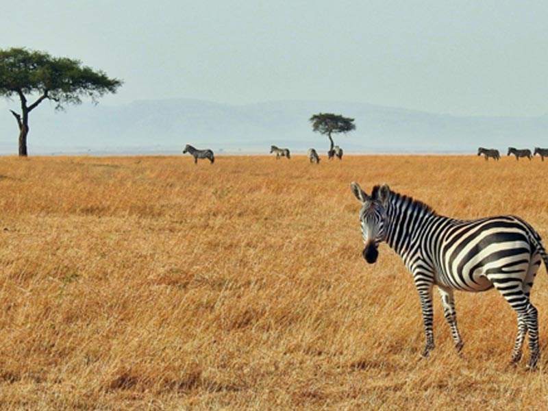 zebra place holder Kruger Day Tours